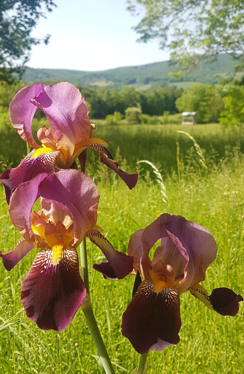 le domaine est riche en fleurs