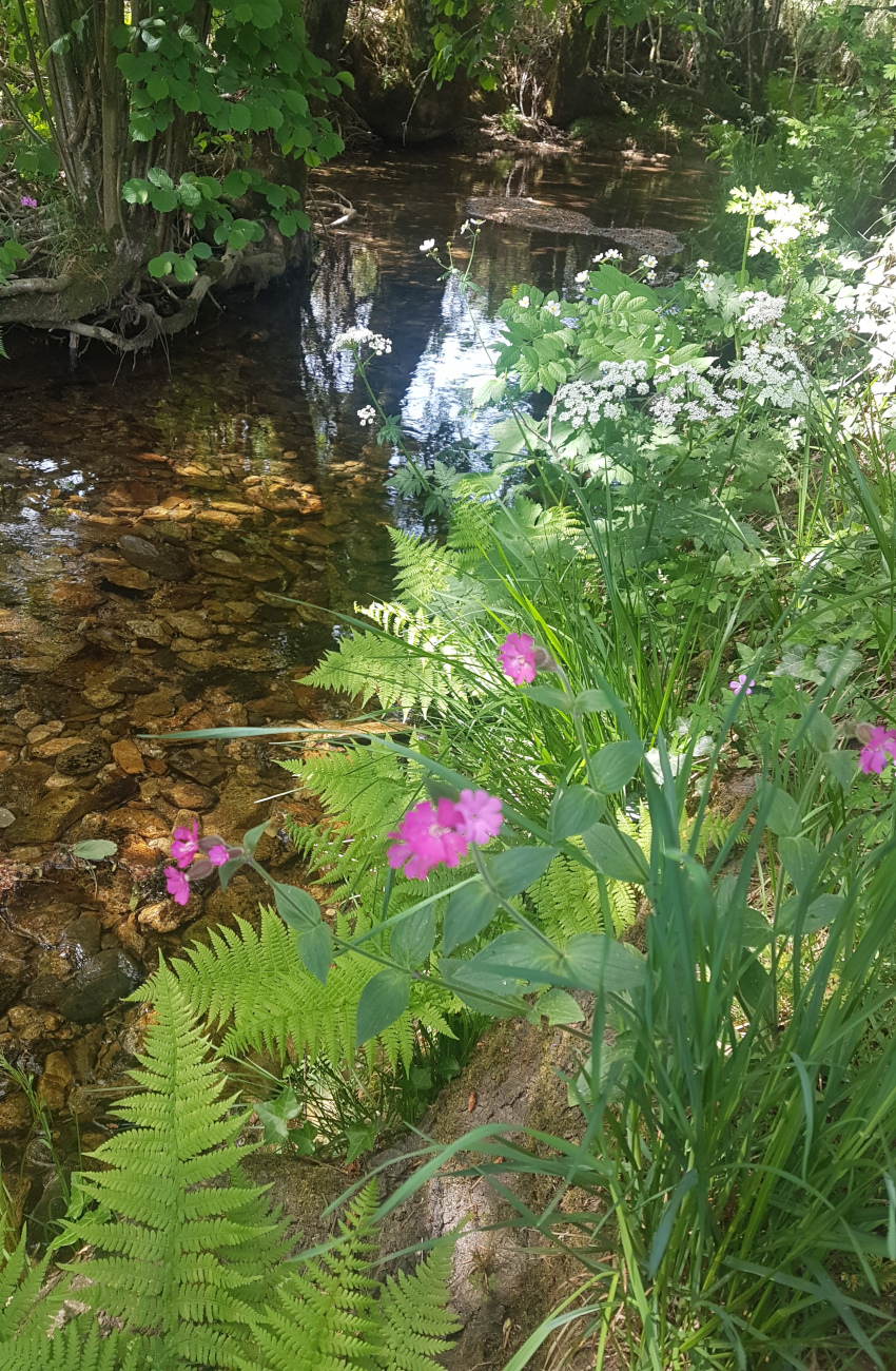 Le cours d'eau le merle passe sur le terrain